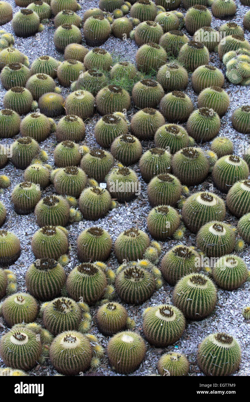 Giardino di cactus al Getty Center dall'architetto Richard Meier e artista Robert Irwin, Los Angeles California, Stati Uniti d'America 2012 Foto Stock
