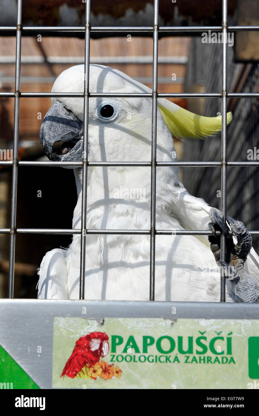 Repubblica ceca. 1 Mar, 2015. Prima Repubblica Ceca parrot zoo garden in Bosovice inizia la nuova stagione, in Repubblica Ceca, 1 marzo 2015. Area del zoo dovrebbe evocare atmosfera di foresta pluviale tropicale. Coppia sposata Hana e Vlastimil Skrhak sono per la prima volta nella Repubblica ceca, che razza 28 specie di pappagallo e complessivamente hanno 150 pappagalli. Nella foto si vede lo zolfo-crested cockatoo (Cacatua galerita). © Vaclav Salek/CTK foto/Alamy Live News Foto Stock