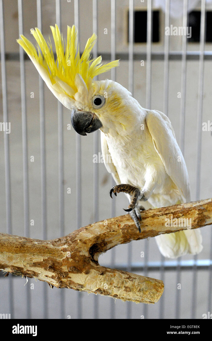 Repubblica ceca. 1 Mar, 2015. Prima Repubblica Ceca parrot zoo garden in Bosovice inizia la nuova stagione, in Repubblica Ceca, 1 marzo 2015. Area del zoo dovrebbe evocare atmosfera di foresta pluviale tropicale. Coppia sposata Hana e Vlastimil Skrhak sono per la prima volta nella Repubblica ceca, che razza 28 specie di pappagallo e complessivamente hanno 150 pappagalli. Nella foto è giallo-crested cockatoo (Cacatua sulphurea). © Vaclav Salek/CTK foto/Alamy Live News Foto Stock