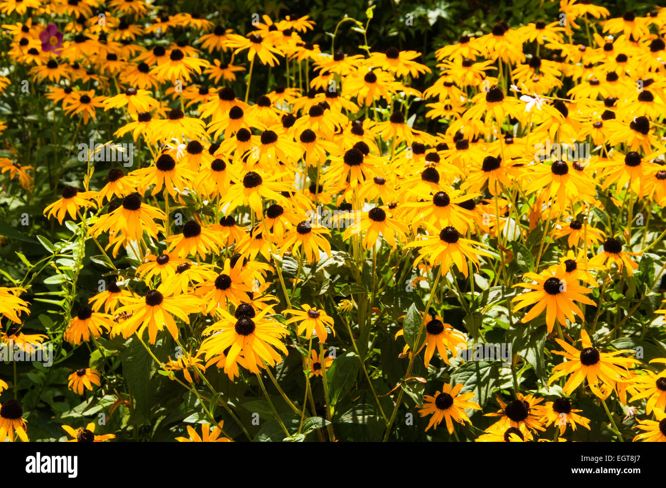 Incandescente il colore dell'oro brillante mattina, ray boswell Foto Stock