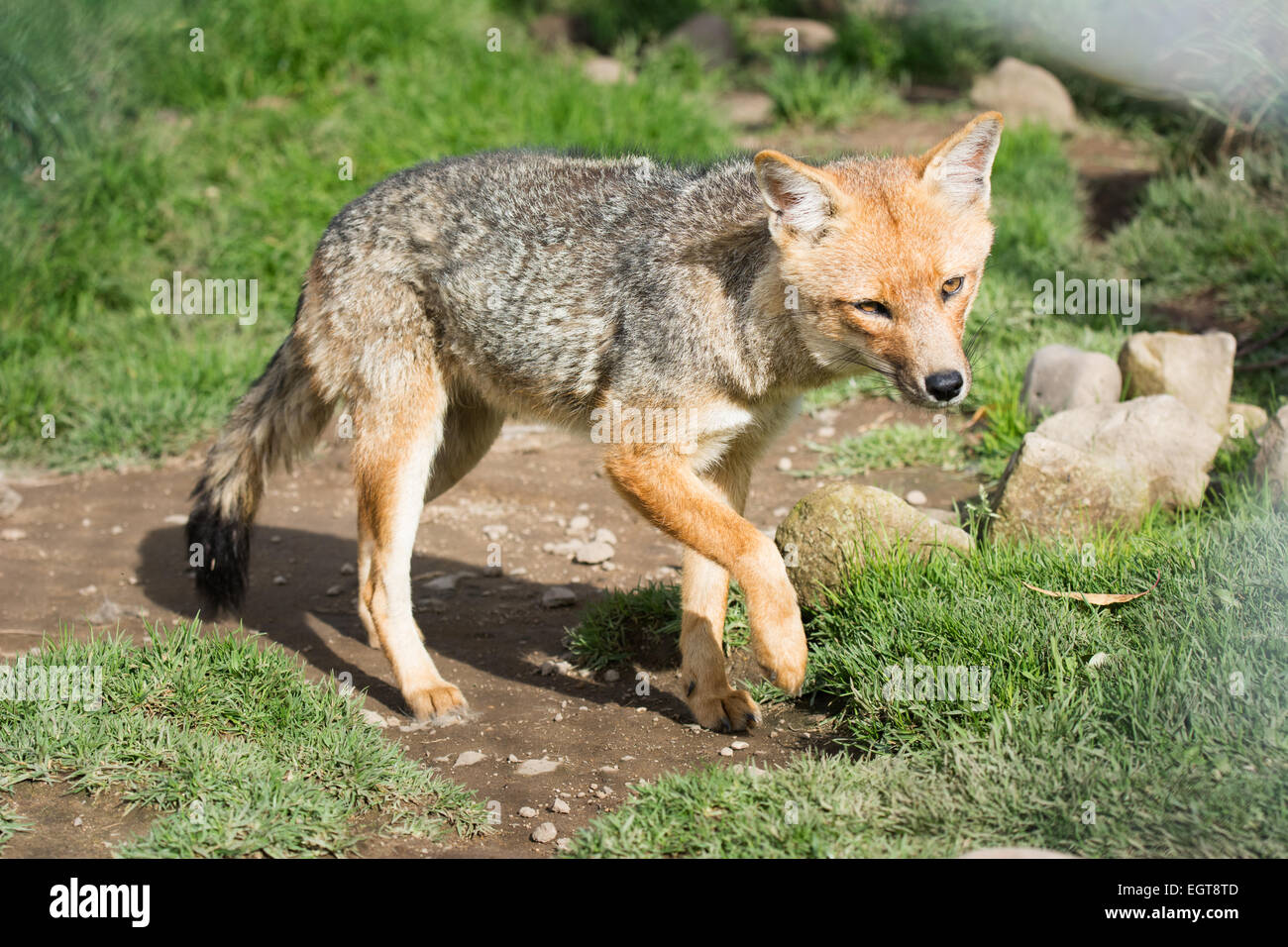Fox andina - Lycalopex culpaeus Foto Stock