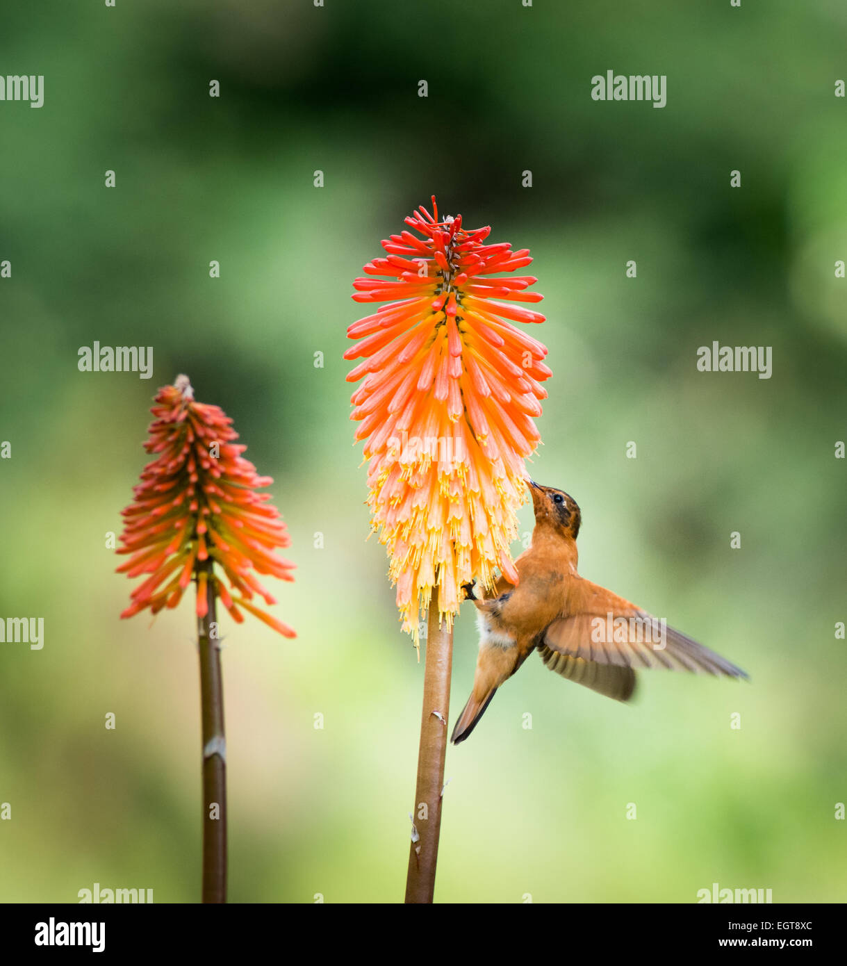 Shining Sunbeam Hummingbird a Red-Hot-Poker Flower o torcia Lily (Tritoma Kniphofia /) Foto Stock