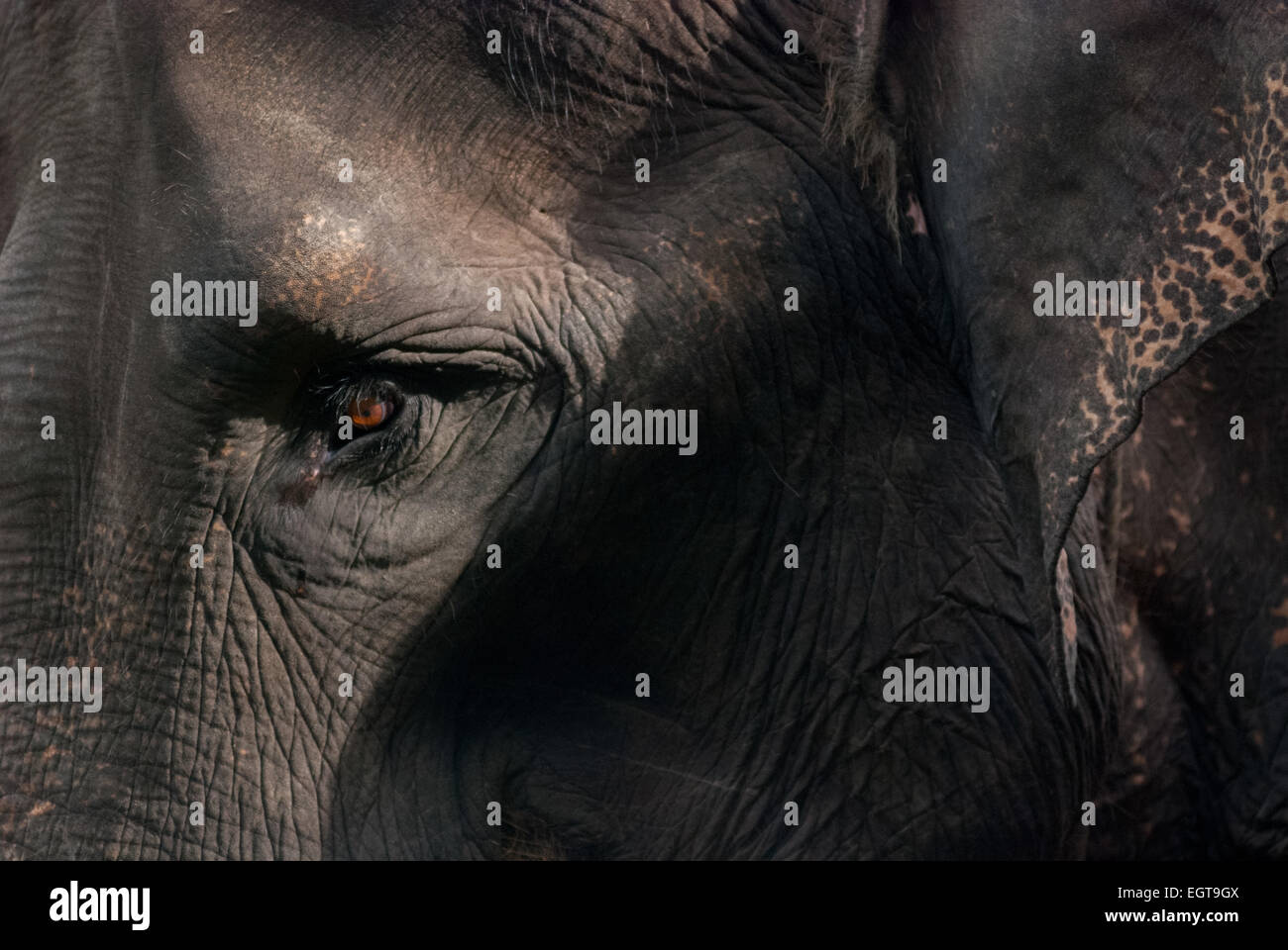 Dettagli di un elefante di Sumatran in un campo di elefanti gestito dalla Conservation Response Unit (CRU)—Gunung Leuser National Park, a Sumatra, Indonesia. Foto Stock