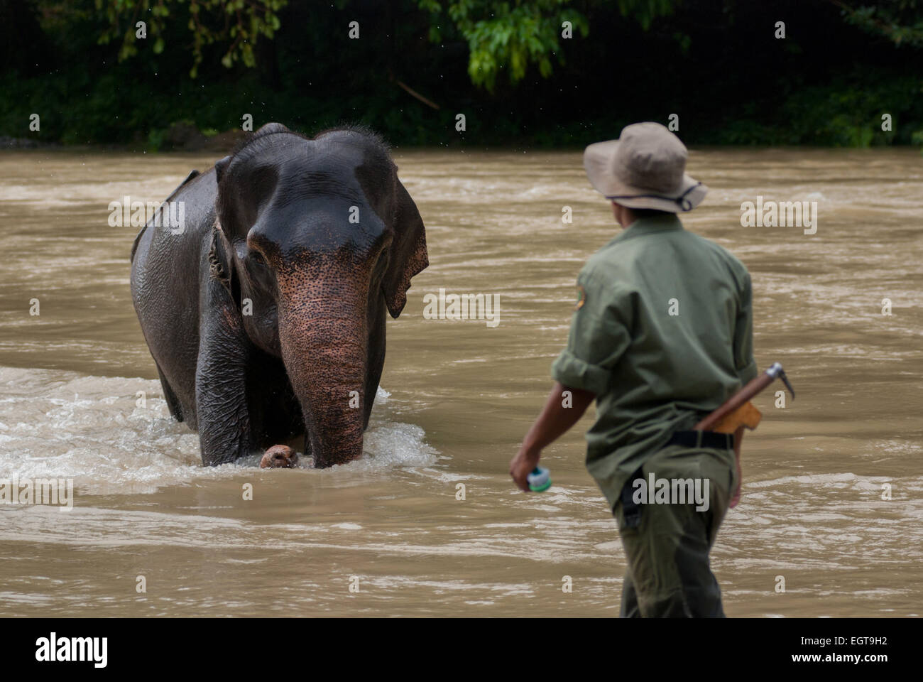 Parco nazionale di ranger chiede un elefante di Sumatra. Foto Stock