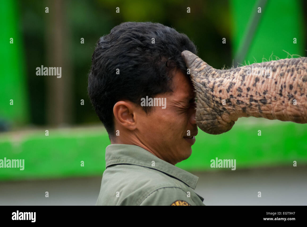 Elefante di Sumatra e il parco nazionale di ranger. Foto Stock