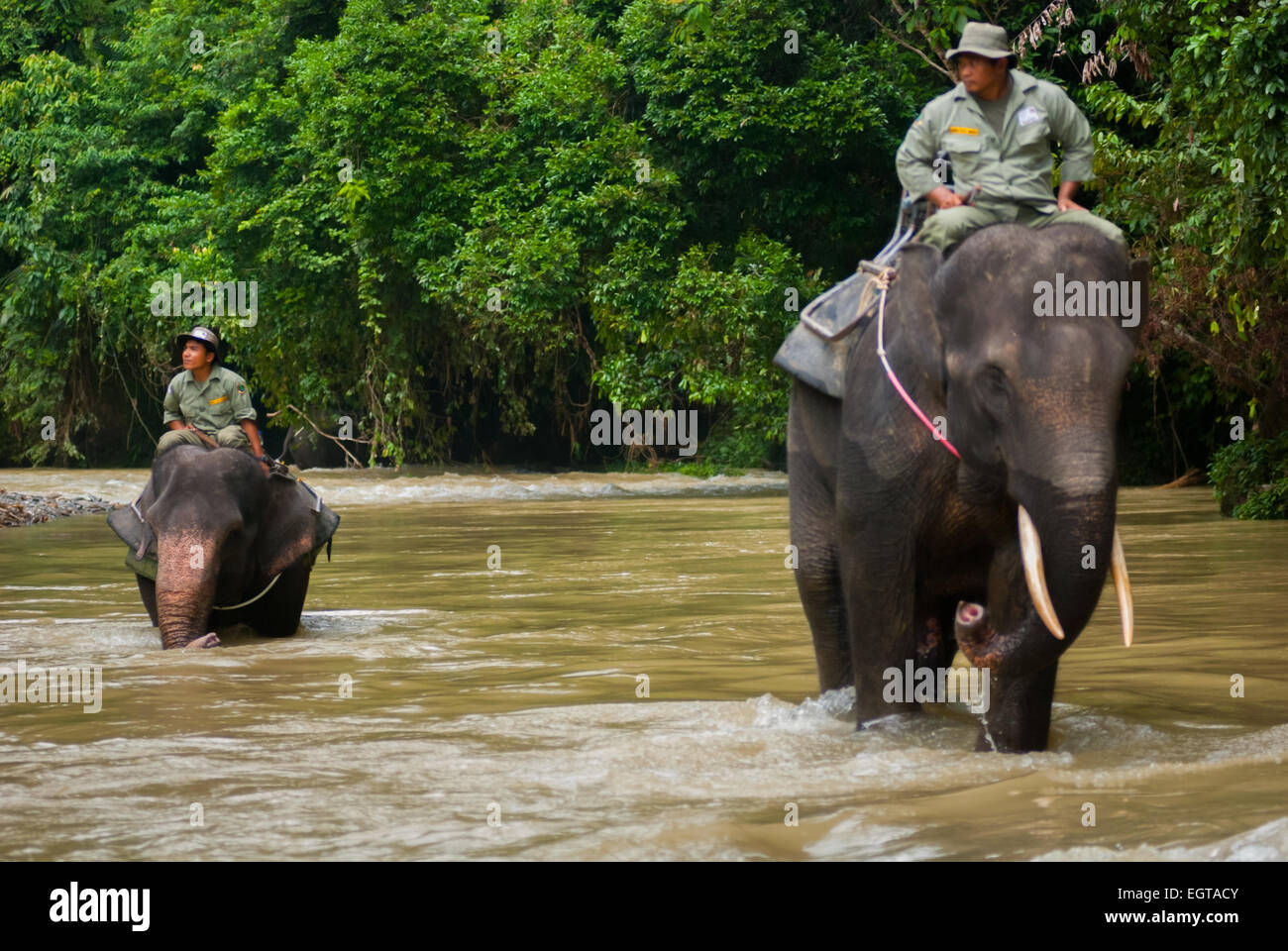 I Rangers del Parco Nazionale di Gunung Leuser stanno cavalcando elefanti di Sumatran su un fiume vicino a Tangkahan, Langkat, Sumatra Nord, Indonesia. Foto Stock
