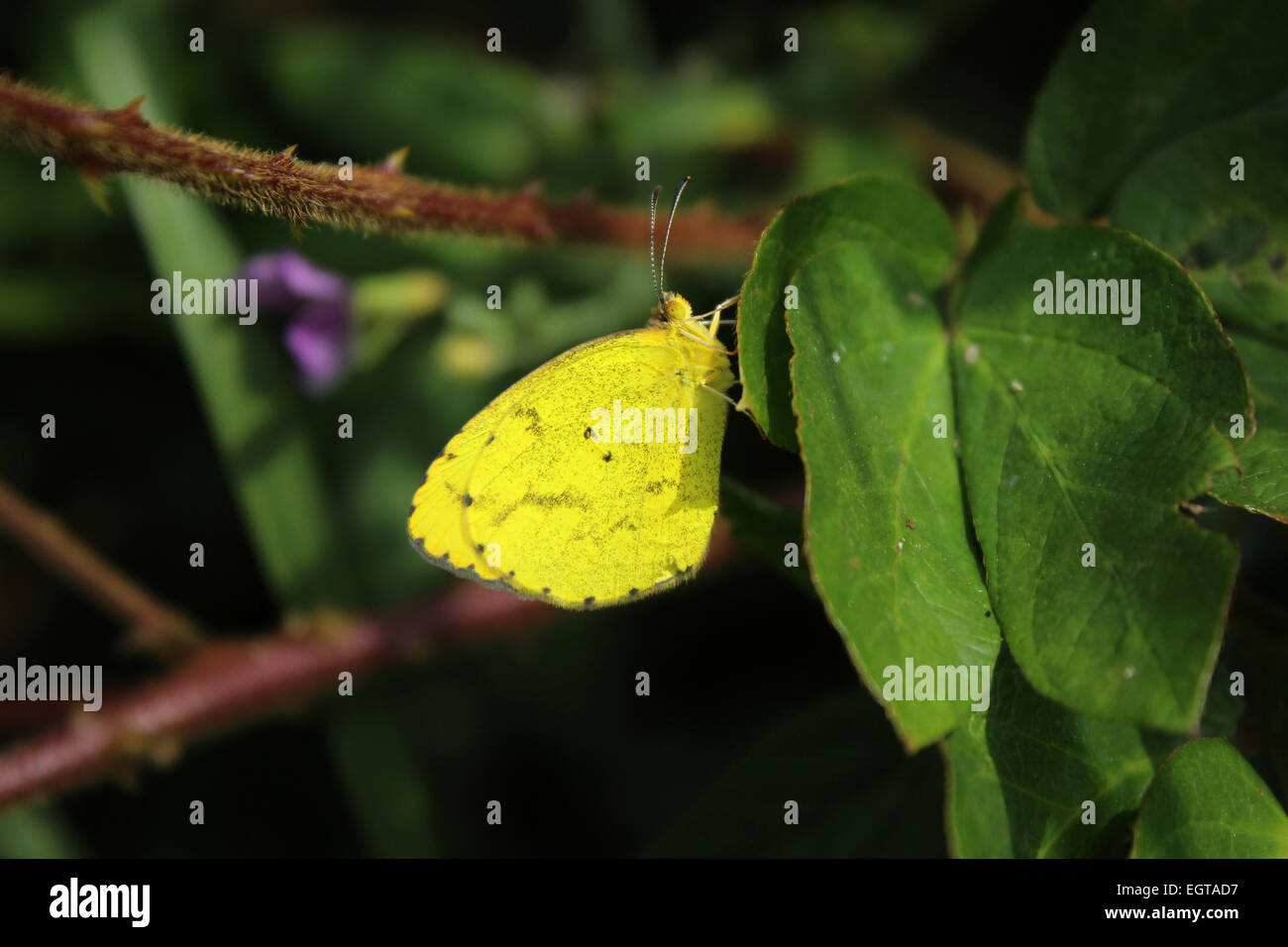 Un cavolo cappuccio giallo farfalla aggrappandosi ad una foglia su un albero in Cotacachi, Ecuador Foto Stock