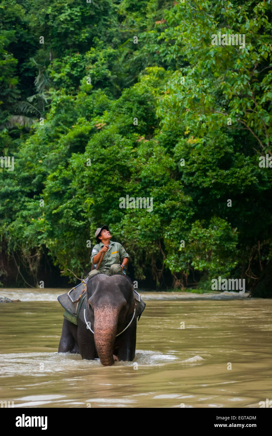 Un ranger del Parco Nazionale di Gunung Leuser sta cavalcando l'elefante di Sumatran su un fiume vicino a Tangkahan, Langkat, Sumatra Nord, Indonesia. Foto Stock