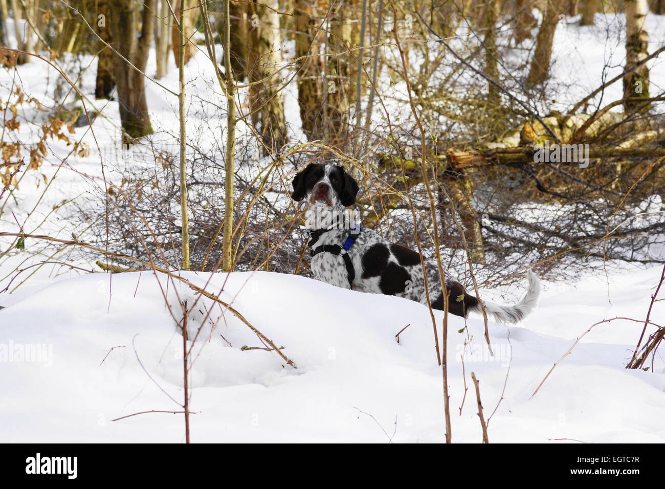 Springer Spaniel giocando nel bosco a inverni nevosi giorno Foto Stock