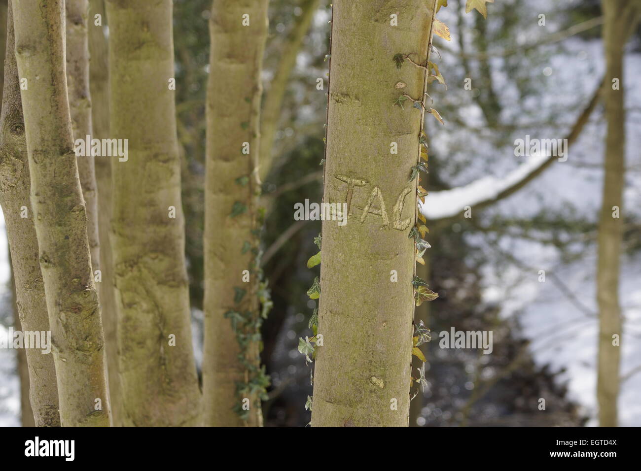 Di spessore di Forrest legno, Foto Stock