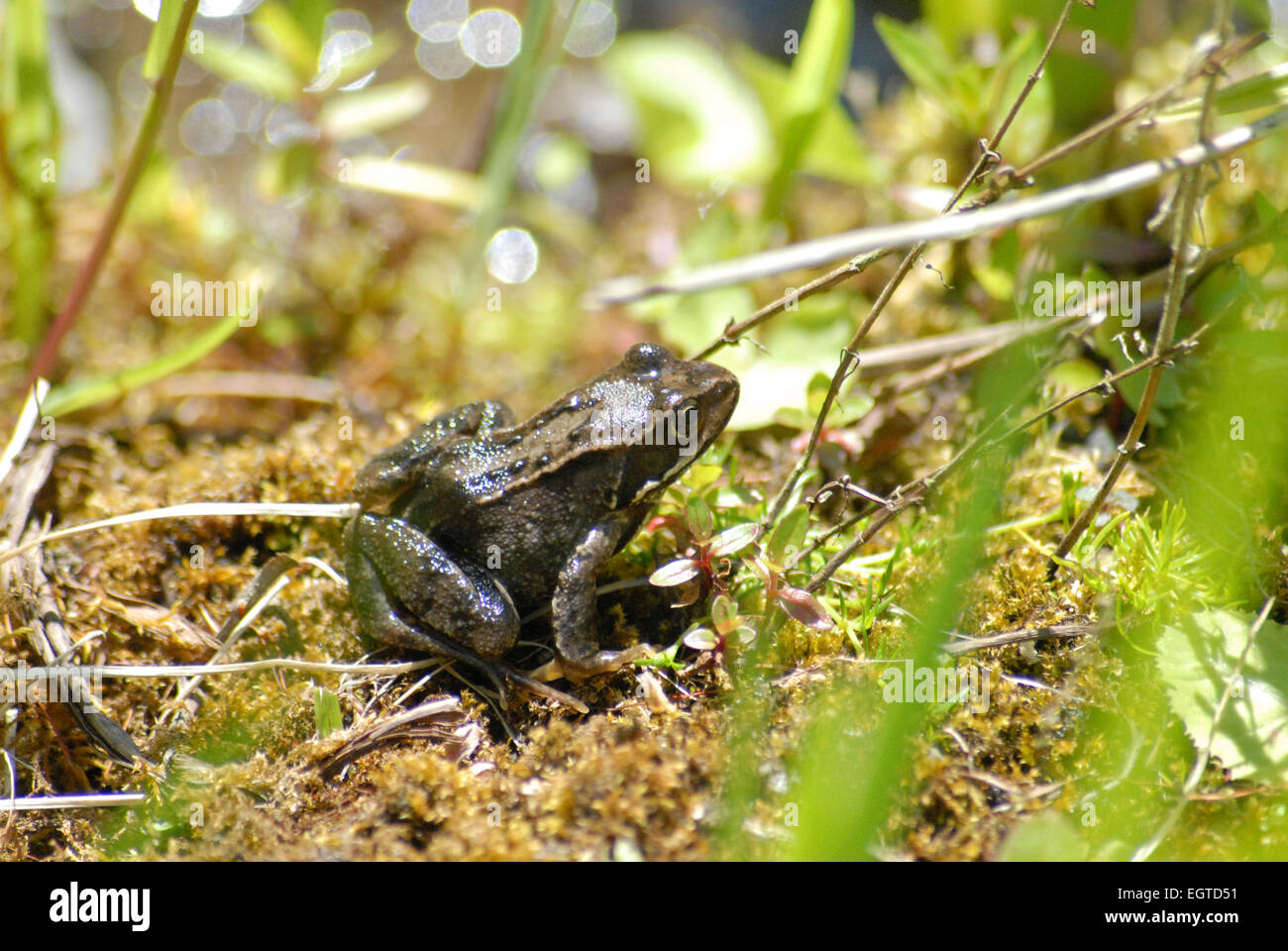 Rana comune, rana temporanis, sulla zona umida di muschio accanto al laghetto della fauna selvatica in un giardino del Regno Unito. Foto Stock