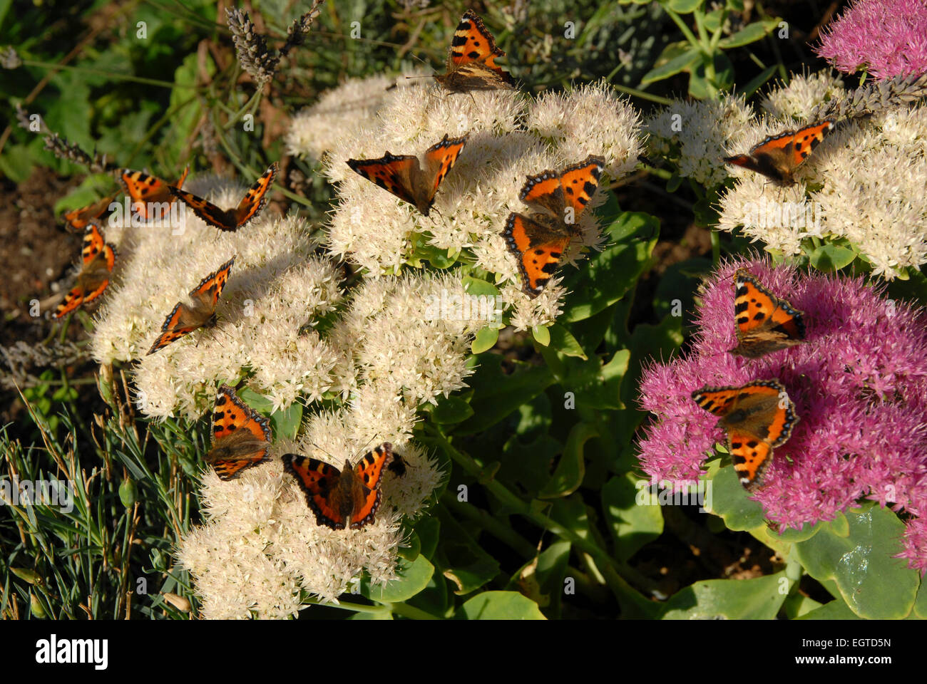 La profusione di piccola tartaruga farfalle alimentazione su Sedum spectabile o impianto di ghiaccio in un giardino gallese in settembre. Foto Stock