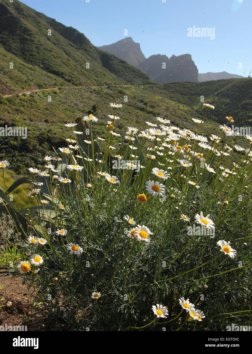 Wild Margherite Marguerites sulla strada per Masca Tenerife Foto Stock