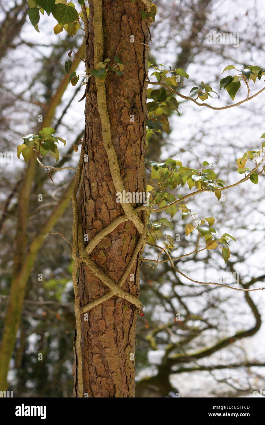 Criss Crossed superriduttore vigneti intorno al tronco di albero, Mid Wales, Regno Unito Foto Stock