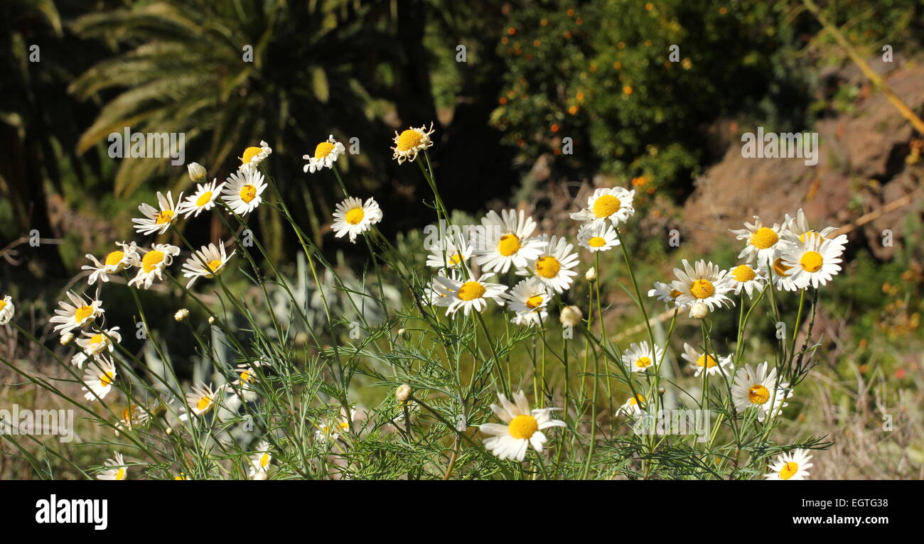 Selvatica Selvatica marguerites margherite Masca Tenerife Foto Stock