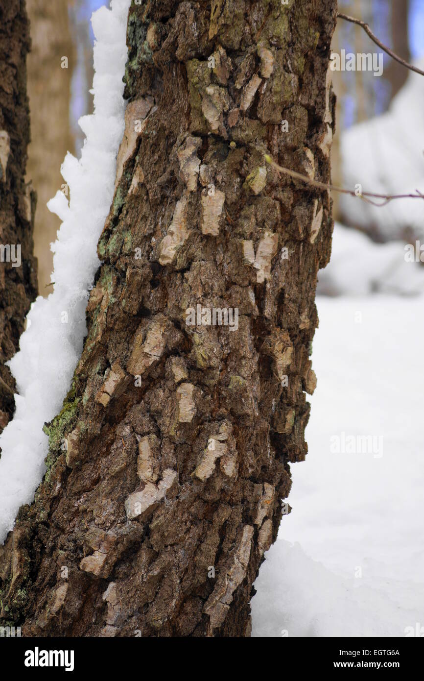 Argento vecchio birch(?) tree con insolitamente chunky corteccia nel bosco d'inverno. Foto Stock