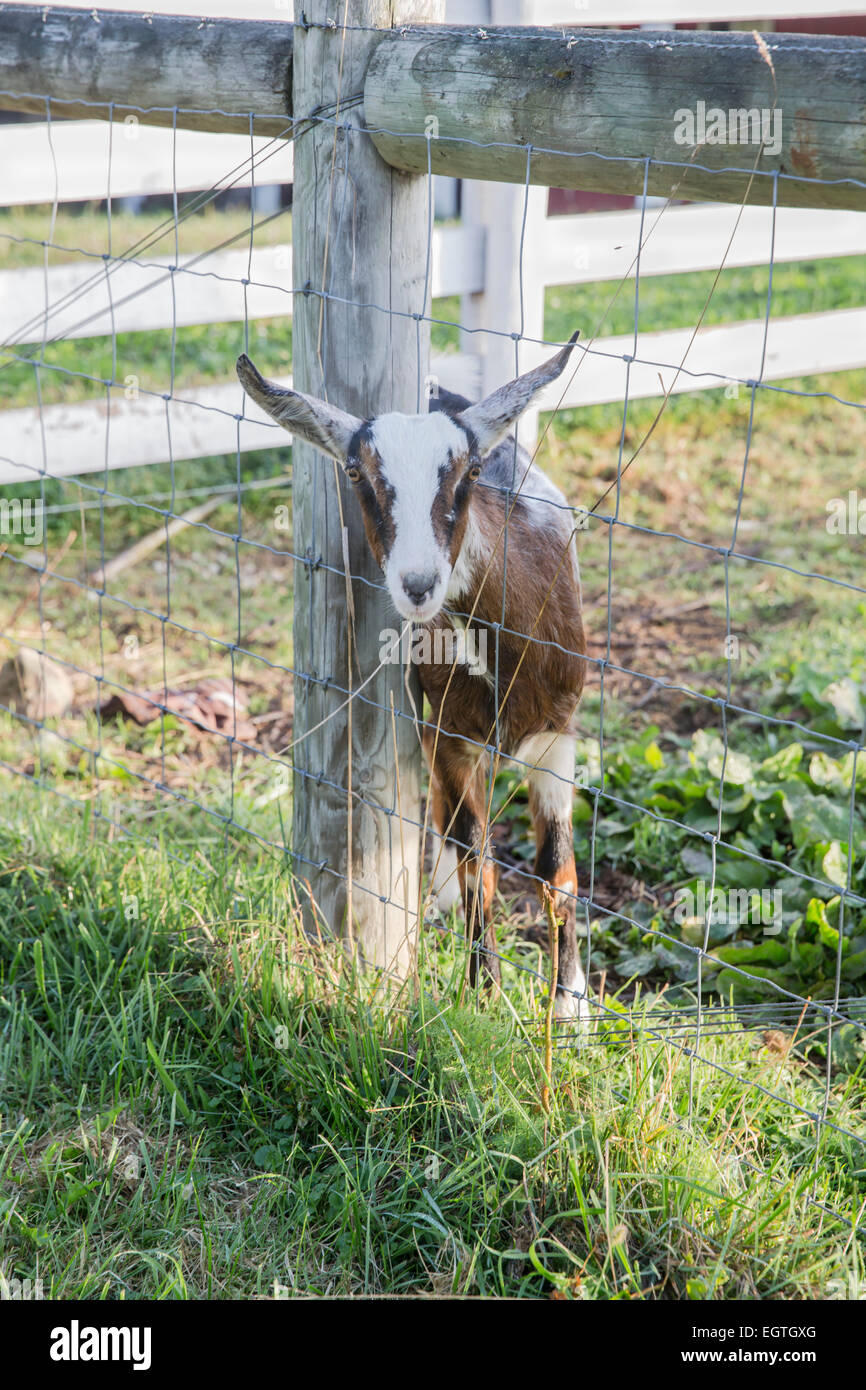 Inclinazione di capra contro fencepost, guardando al di fuori del pascolo. Foto Stock