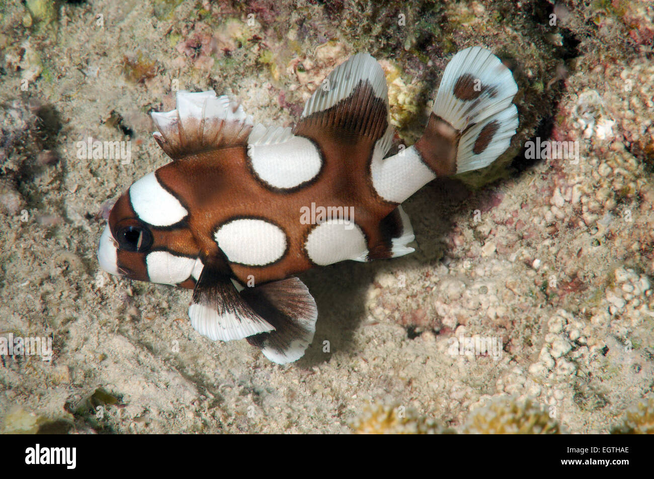 I capretti Harlequin Sweetlips (Plectorhinchus chaetodonoides) Bohol Mare, Oslob, Cebu, Filippine, Sud-est asiatico Foto Stock