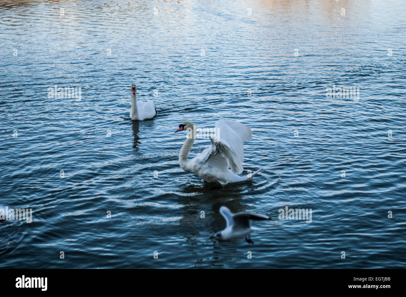 I cigni nuotare in acqua, sbattono le loro ali. Foto Stock