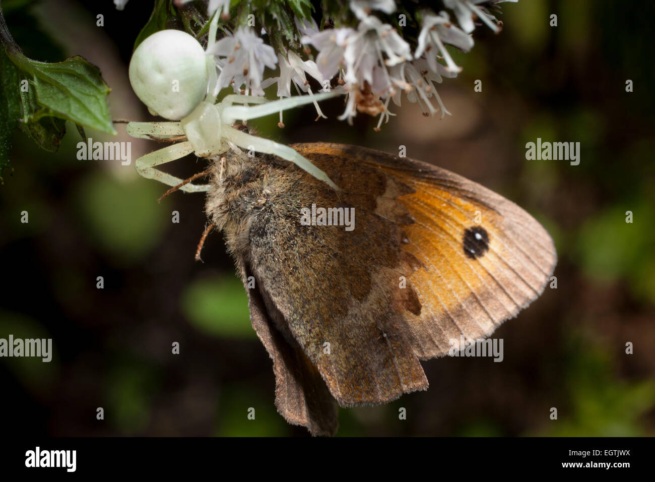 Un granchio bianco-spider (Arachnida,Araneae,Thomisidiae), su di un fiore di menta, acquisisce un Meadow-Brown butterfly, (Maniola jurtina) Foto Stock