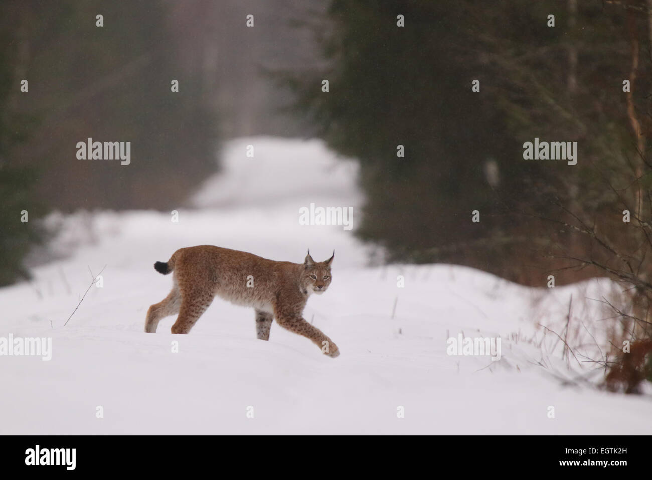 Selvatica e libera e inafferrabile Lynx (Felis lynx), l'Estonia, l'Europa. Foto Stock