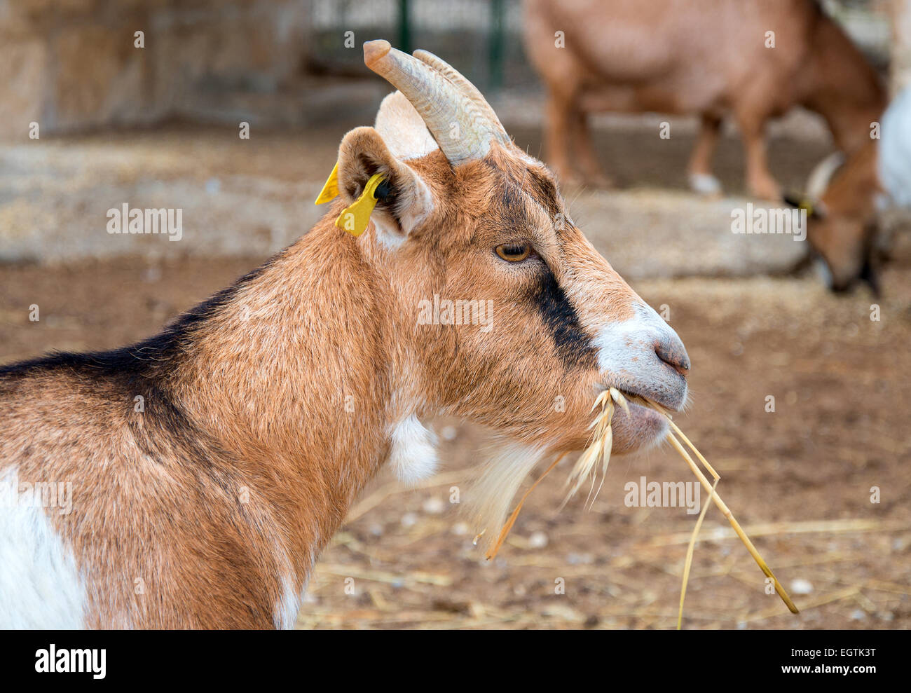 A piedi di capra su la piccola fattoria. Foto Stock