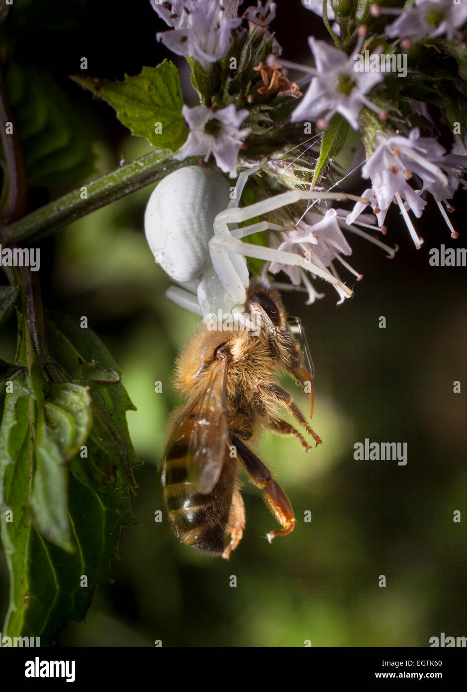 Un granchio bianco-spider (Arachnida,Araneae,Thomisidiae), in agguato in un fiore di menta acquisisce un miele-Bee. Foto Stock