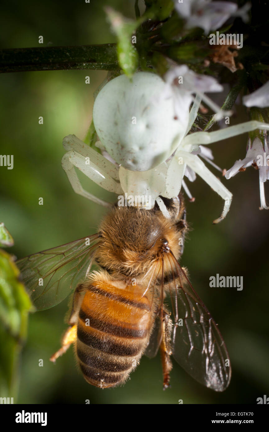 Un granchio bianco-spider (Arachnida,Araneae,Thomisidiae), in agguato in un fiore di menta acquisisce un miele-Bee. Foto Stock