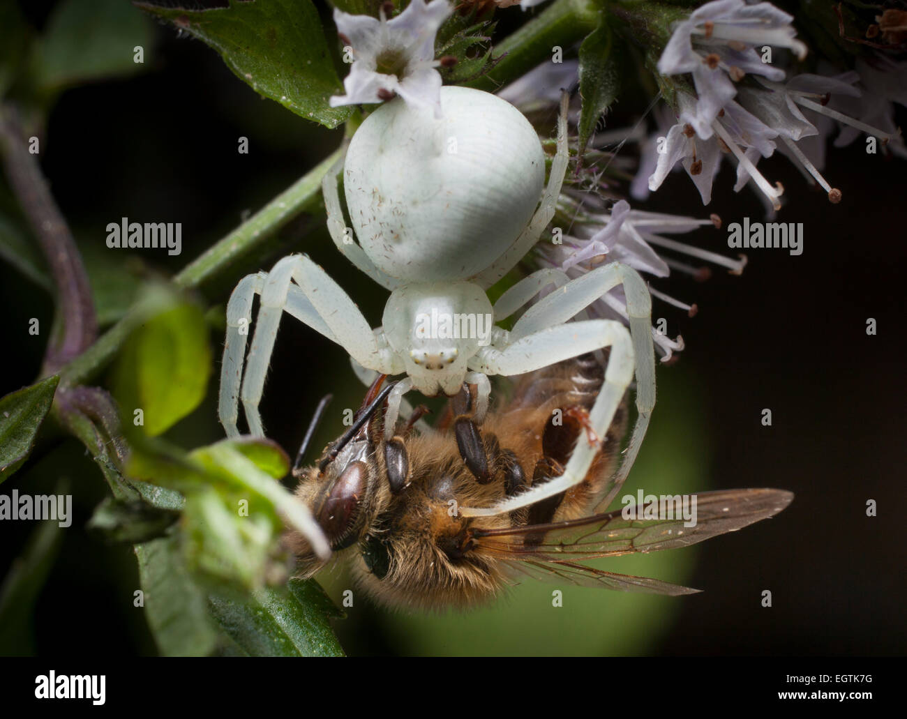 Un granchio bianco-spider (Arachnida,Araneae,Thomisidiae), in agguato in un fiore di menta acquisisce un miele-Bee. Foto Stock