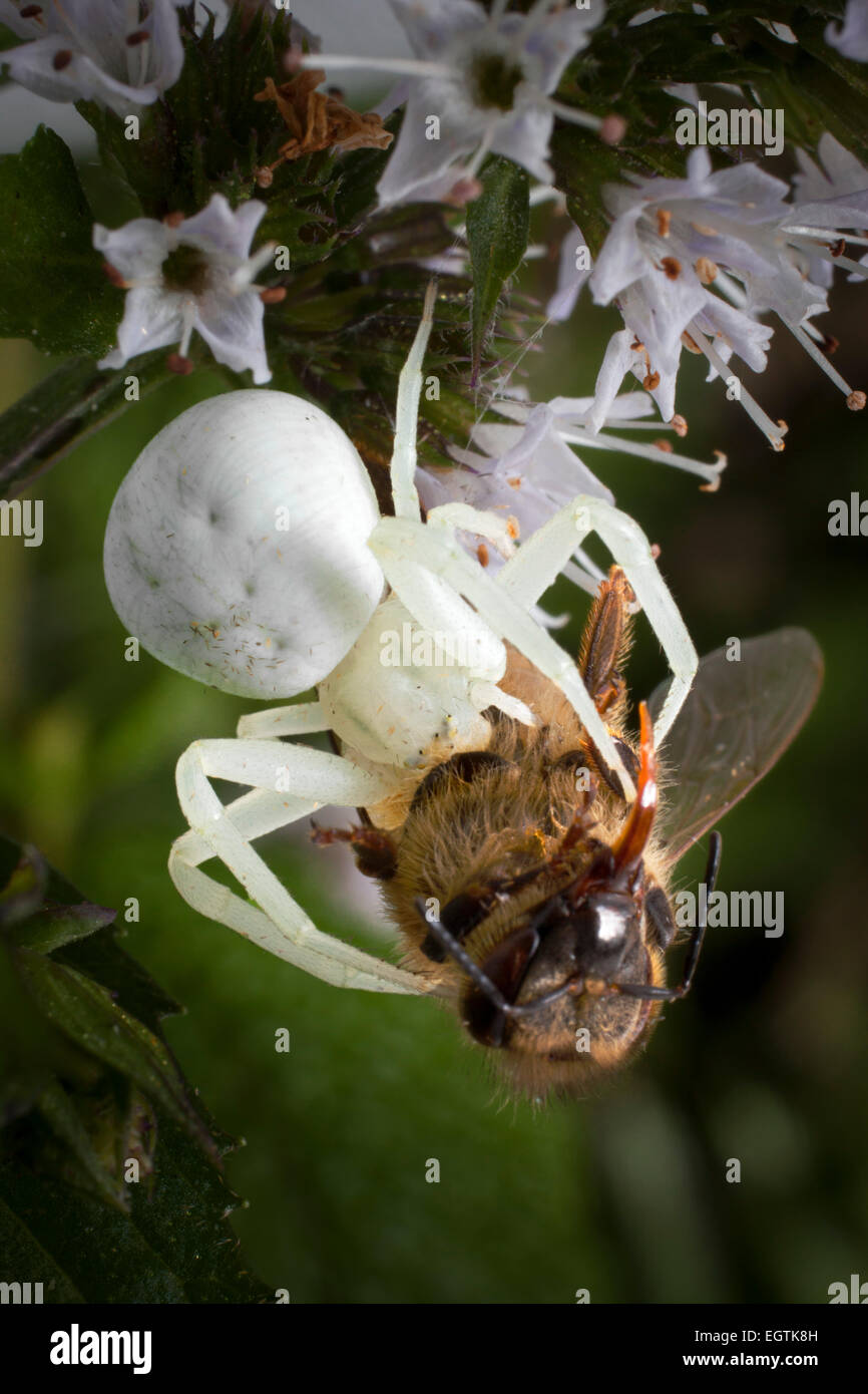 Un granchio bianco-spider (Arachnida,Araneae,Thomisidiae), in agguato in un fiore di menta acquisisce un miele-Bee. Foto Stock