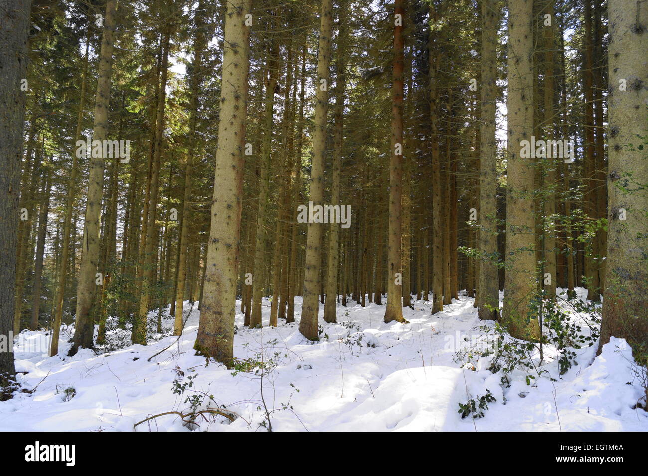 Di spessore di Forrest legno, Foto Stock