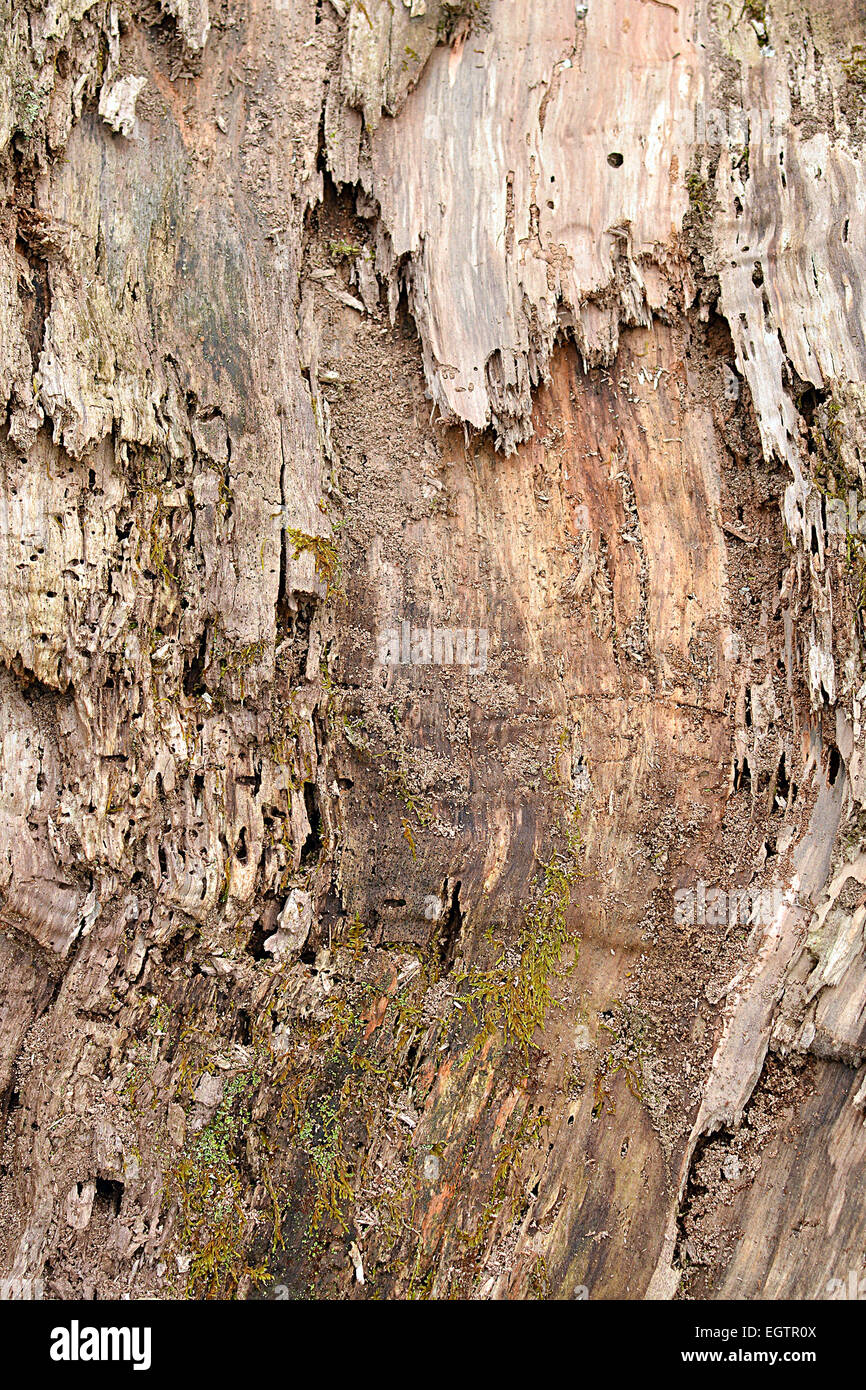 Texture di legno, immagine di un marciume tree. Foto Stock