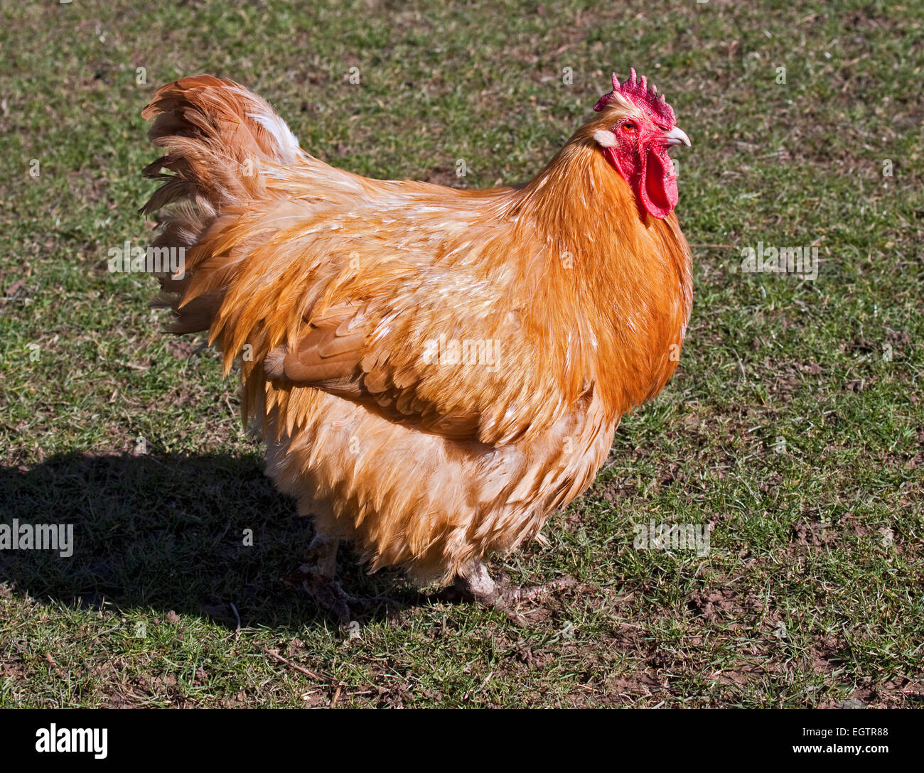 Oro pollo, REGNO UNITO Foto Stock