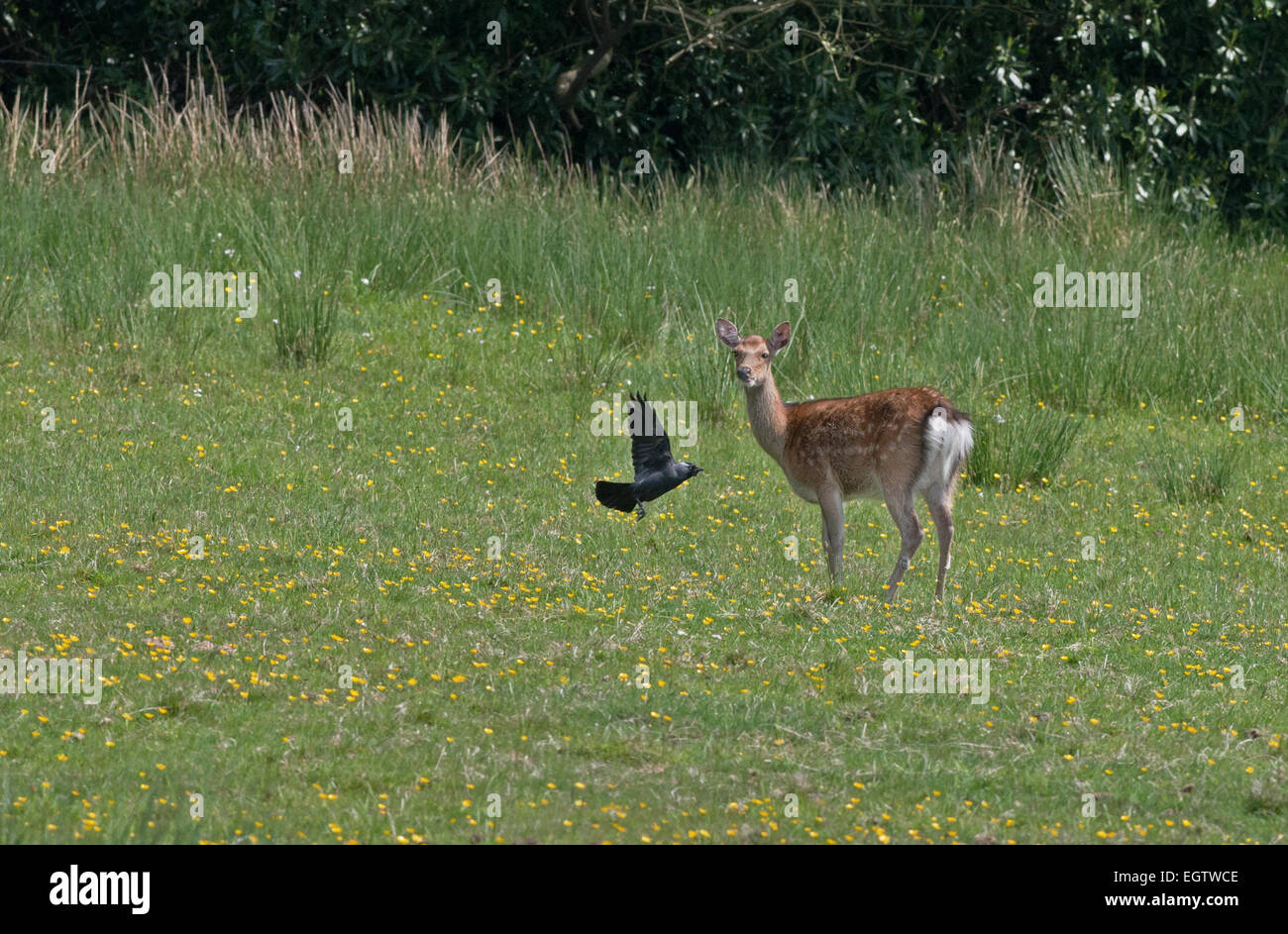 I capretti femmina (Hind) Sika Deer-Cervus nippon, tra un campo di renoncules, molla, UK, GB Foto Stock