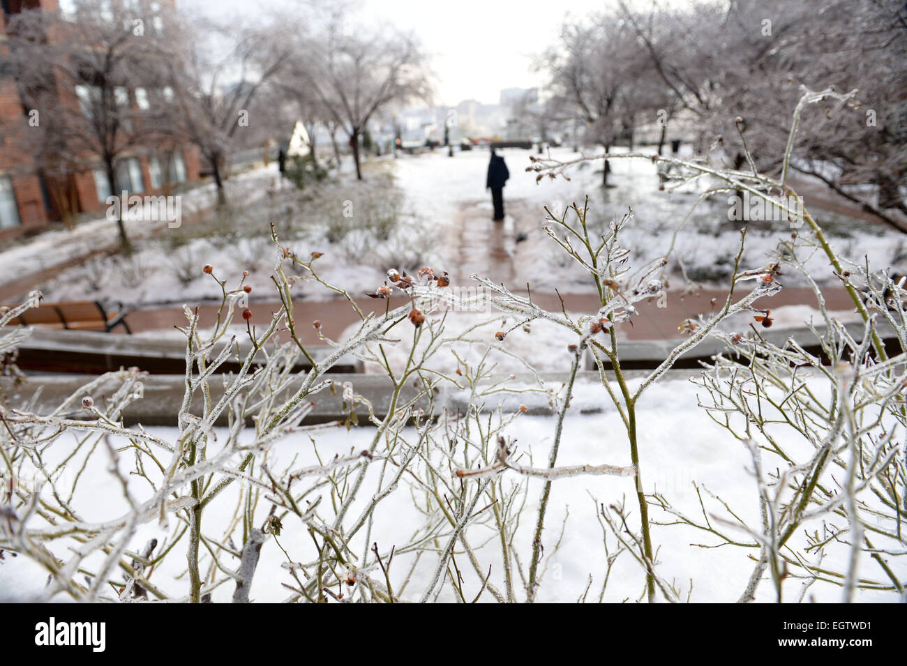Washington D.C, STATI UNITI D'AMERICA. 2 Marzo, 2015. Meteo coperto di ghiaccio rami sono visto in Arlington, Virginia, accanto a Washington, DC, Stati Uniti a marzo. 2, 2015. Il governo federale ha aperto due ore di ritardo e scuole chiuse a causa della strada ghiacciata. Credito: Xinhua/Alamy Live News Foto Stock