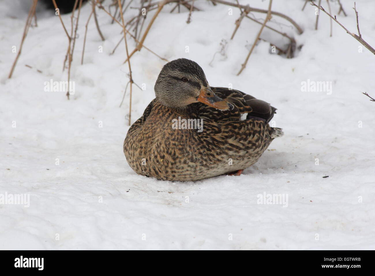 Mallard hen su un letto di neve in appoggio in una zona tranquilla di Congelato stagno Foto Stock