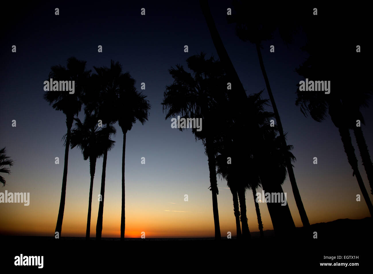 Palme appena dopo il tramonto a Venice Beach in California Foto Stock