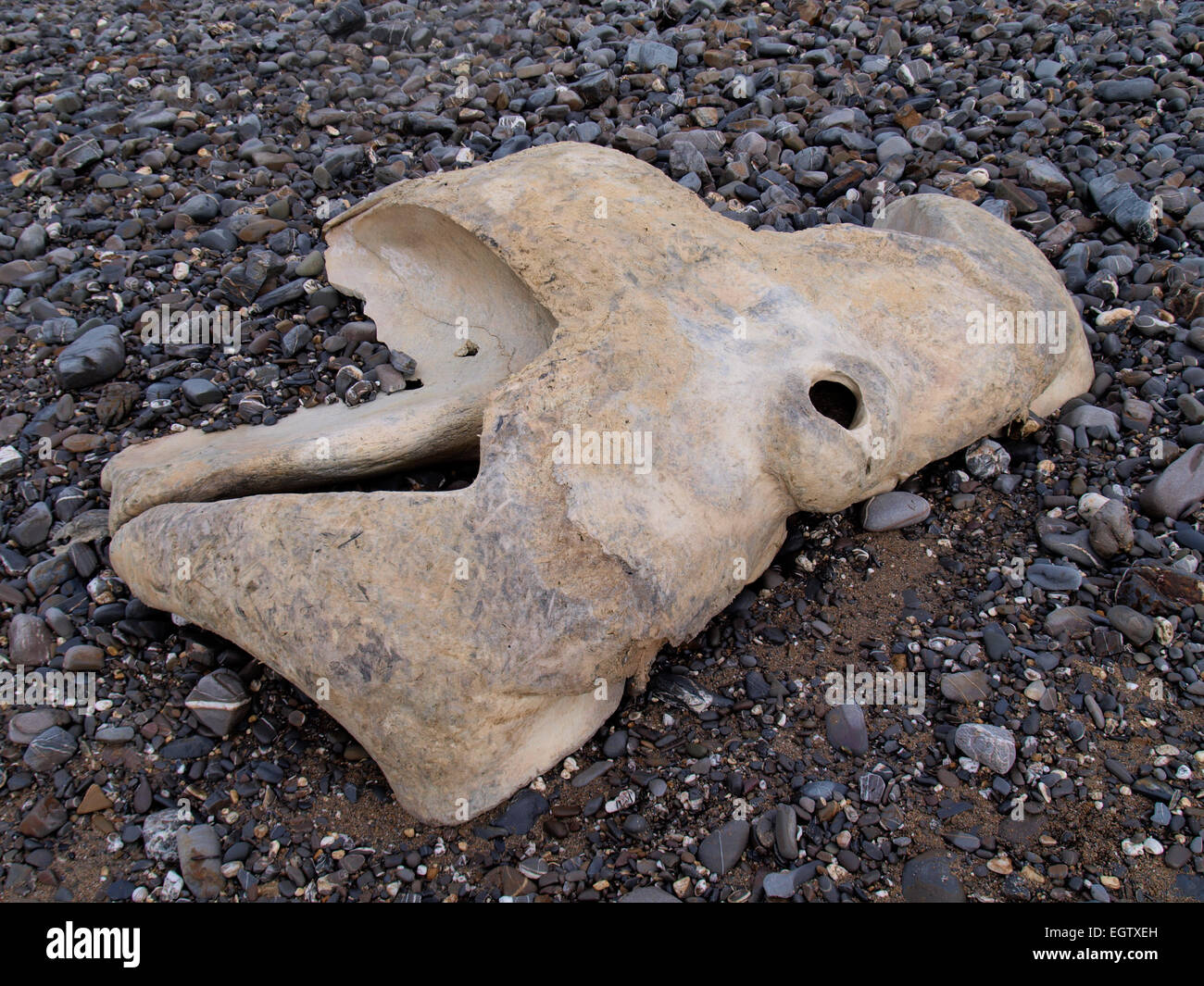 Parte di una specie di balene cranio, credeva di essere una balenottera lavato a bocca Wanson spiaggia vicino Widemouth Bay, Cornwall, Regno Unito Foto Stock