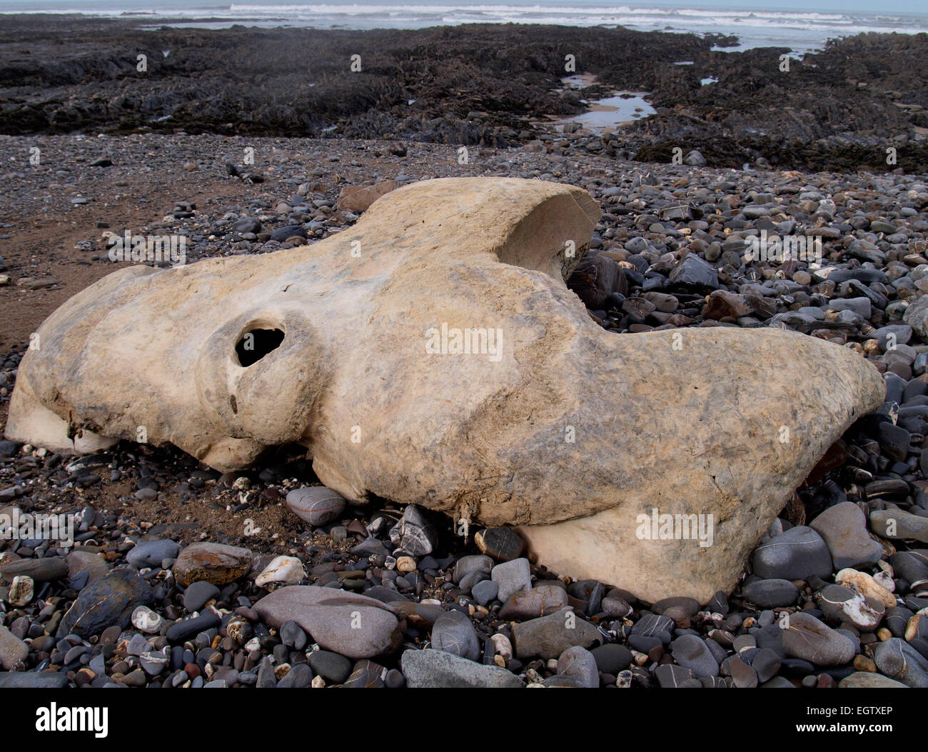 Parte di una balena del cranio, credeva di essere una balenottera lavato a bocca Wanson spiaggia vicino Widemouth Bay, Cornwall, Regno Unito Foto Stock