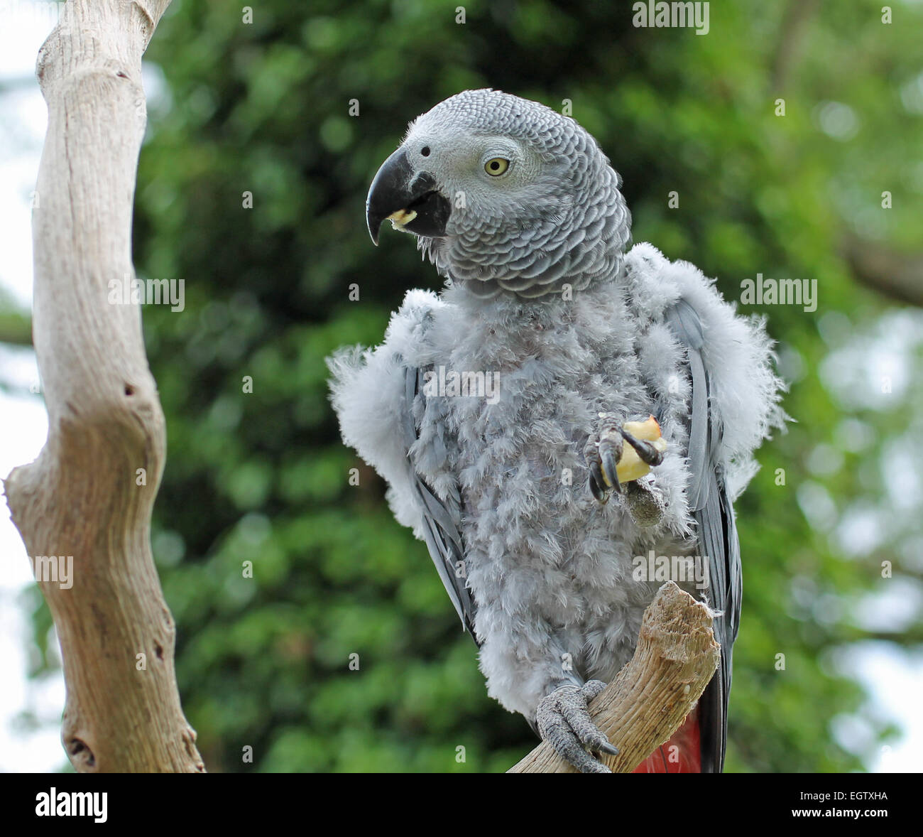 Un pappagallo grigio alimentazione su un pezzo di Apple. Foto Stock