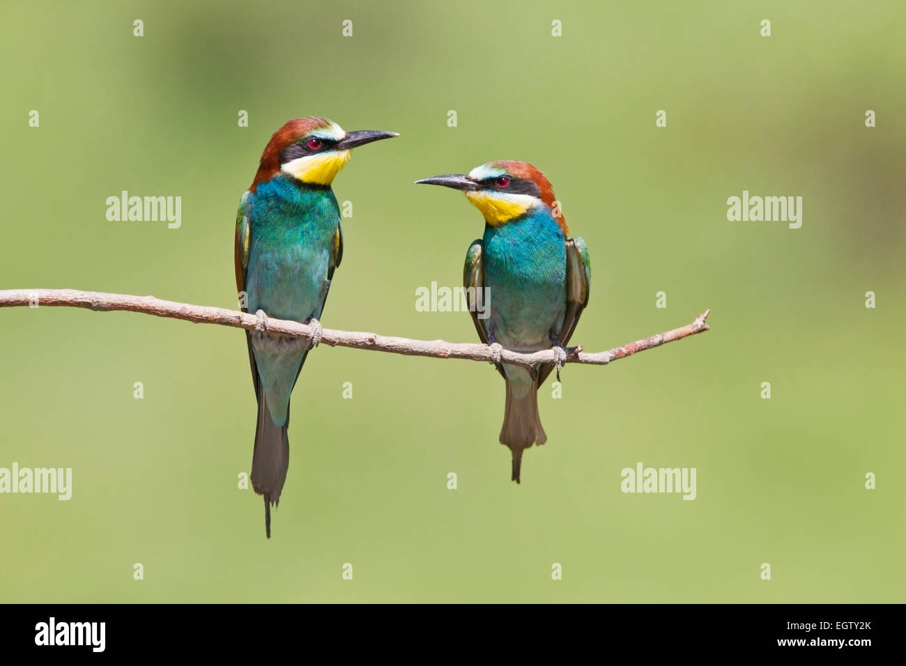 Unione bee eater (Merops apiaster) Coppia di uccelli adulti in appoggio sul ramo, Bulgaria, Europa Foto Stock