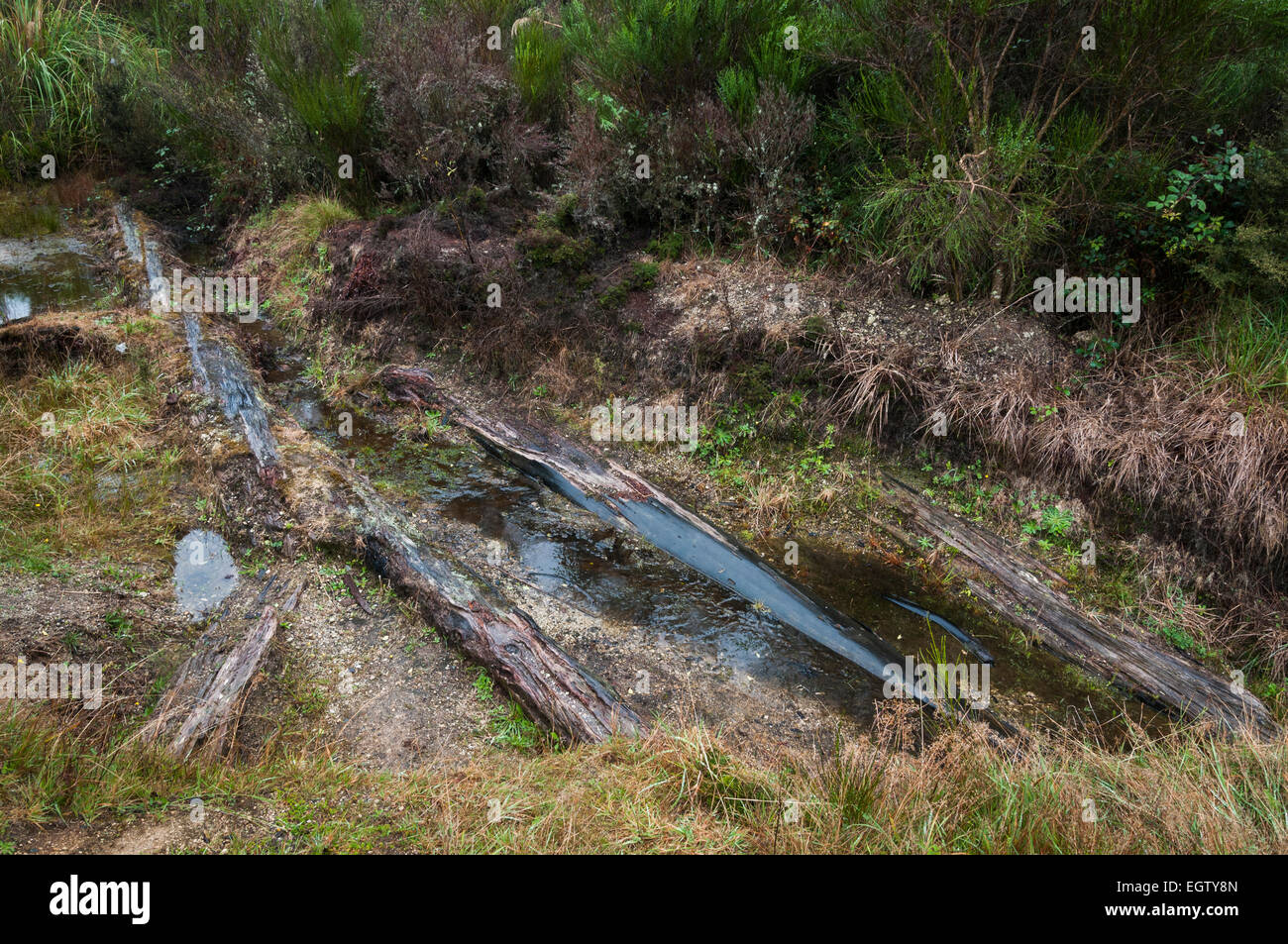 Alberi pietrificato unearthed in Pureora Forest Park, Manawatu-Wanganui, Isola del nord, Nuova Zelanda. Foto Stock