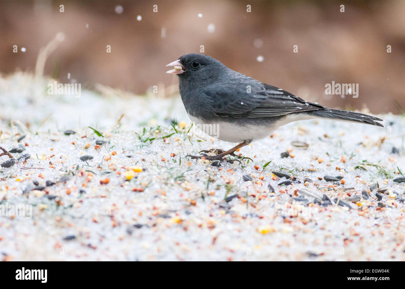 Dark-eyed Junco (Junco hyemalis) mangiare sul terreno Foto Stock