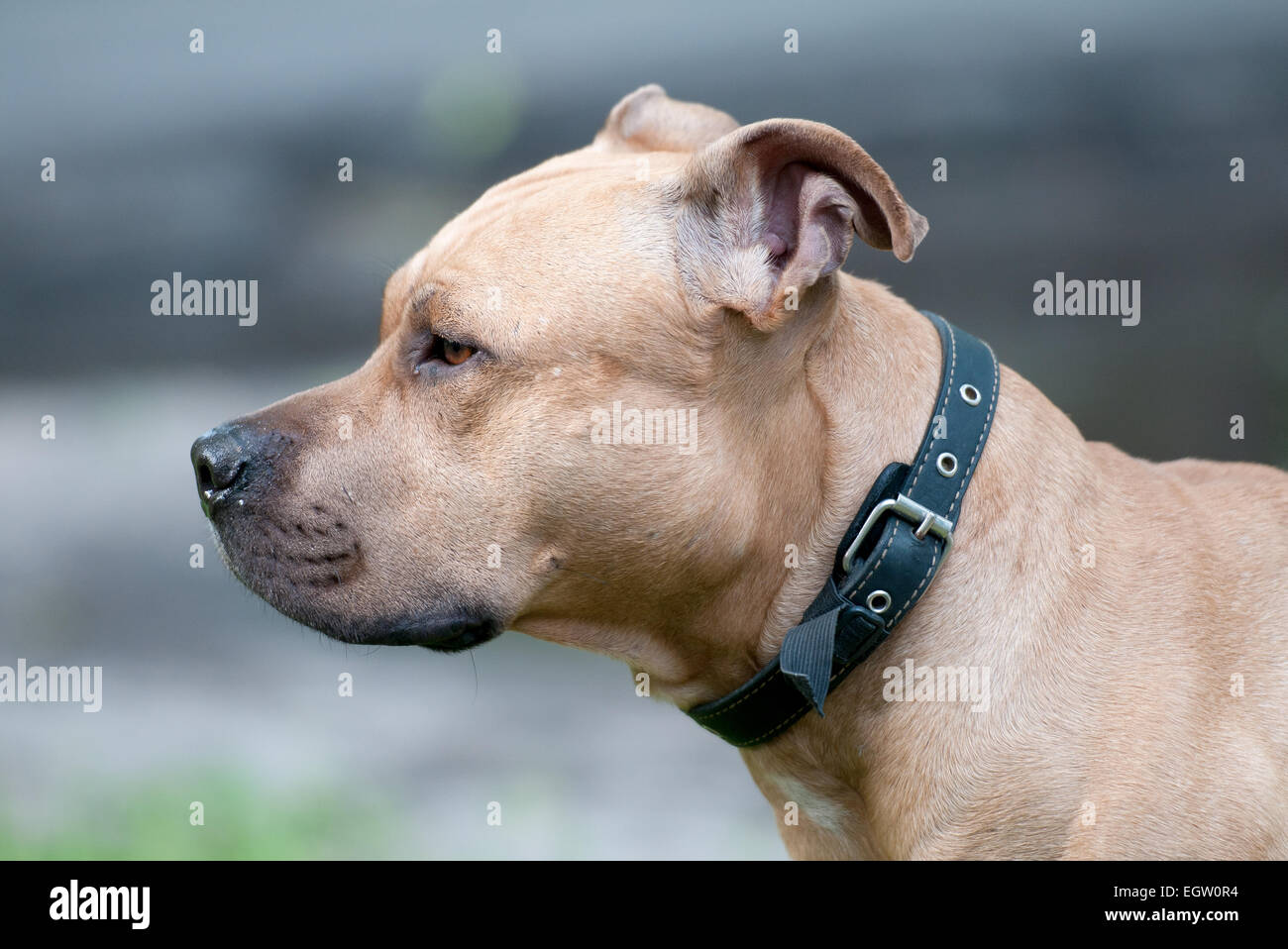Cane di razza Staffordshire Bull Terrier Foto Stock