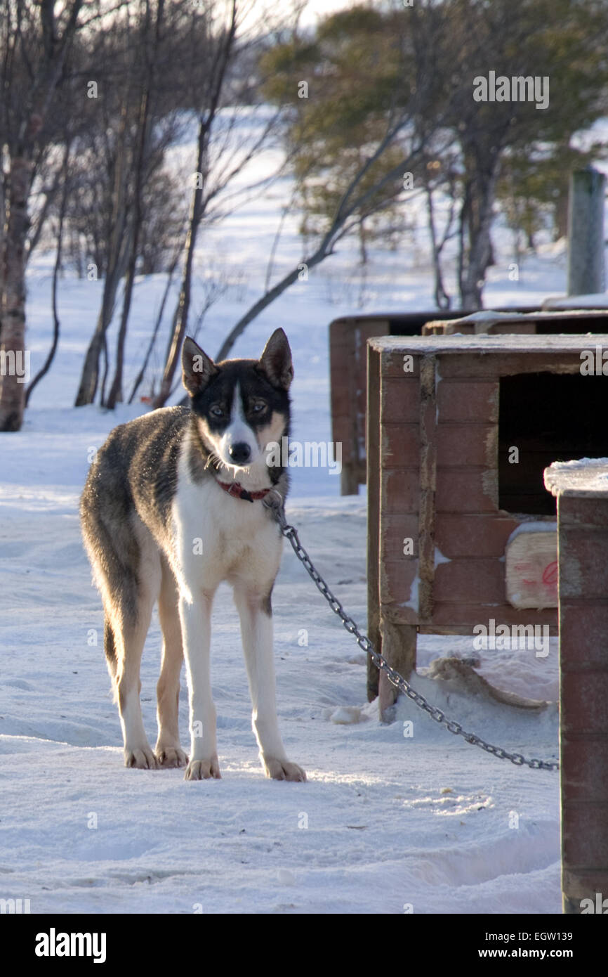 Lavorando Sled Dog husky incatenato al suo canile in Kvaloya vicino a Tromso, Norvegia Foto Stock