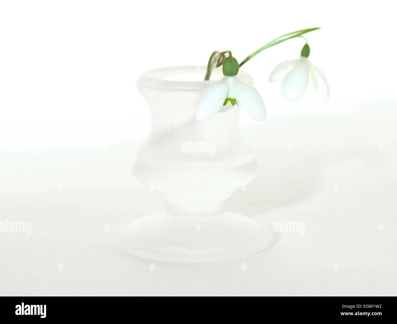 Snowdrops comune in vaso su sfondo bianco. Foto Stock