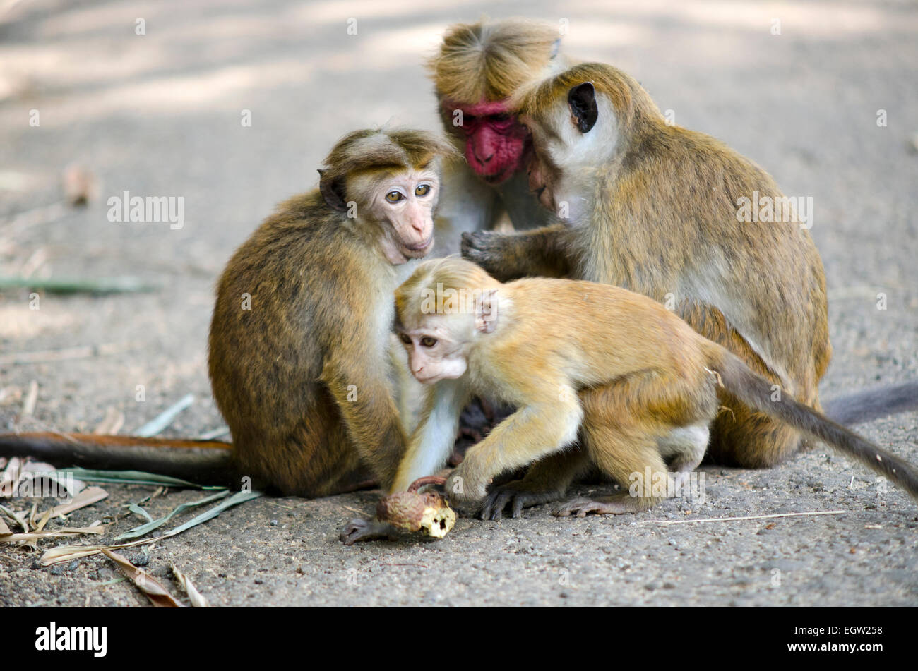 Le scimmie nella Royal Botanical Garden, Kandy, Sri Lanka Foto Stock
