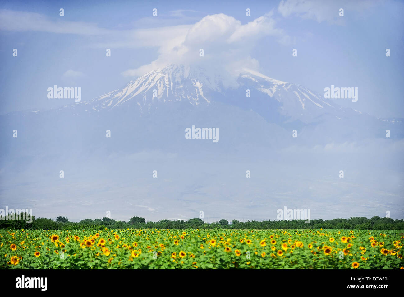 Paesaggio estivo con il monte Ararat e un campo di semi di girasole in primo piano si vede dall'Armenia Foto Stock