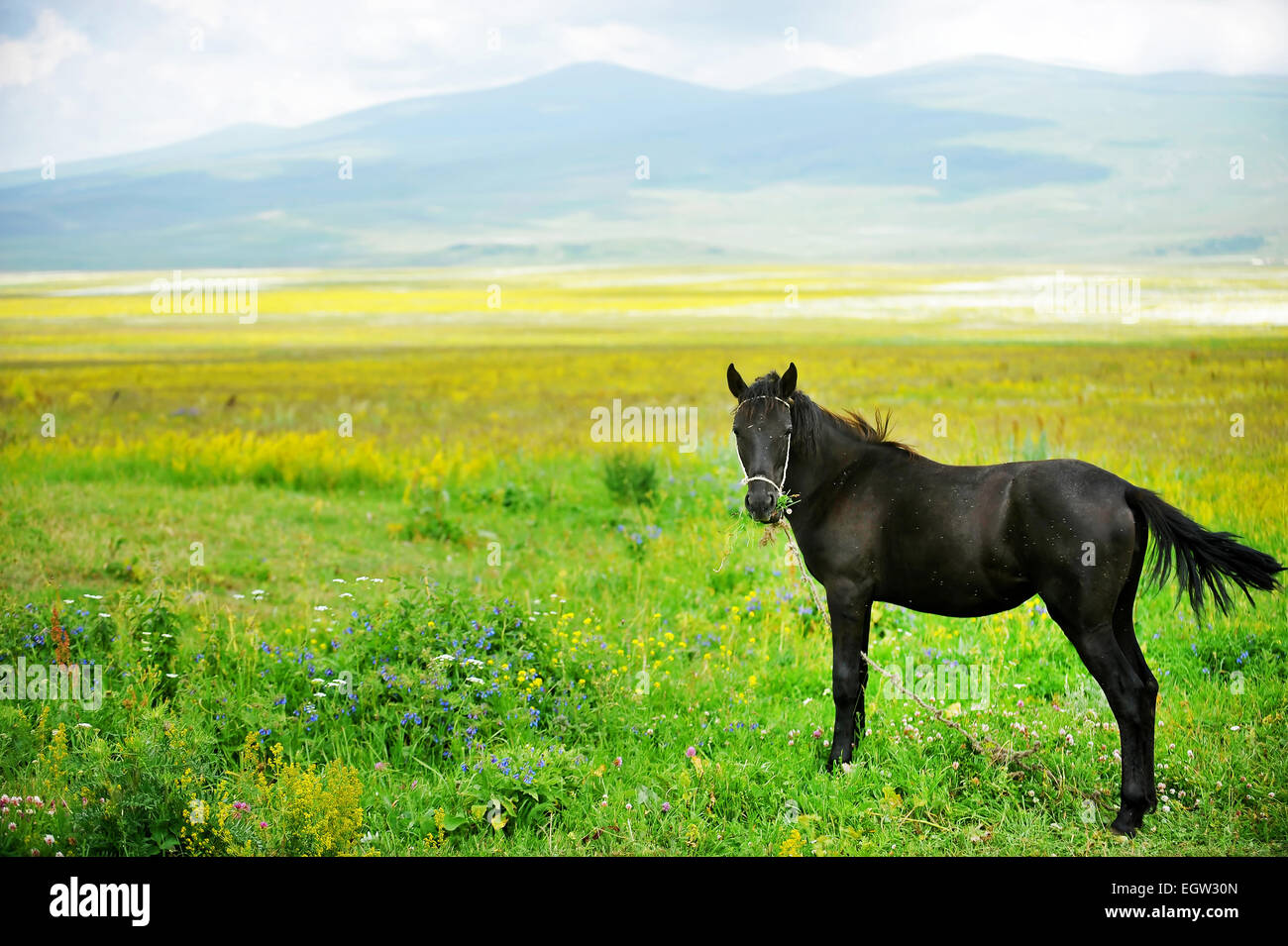Cavallo nero su una bella pianura in estate con le montagne sullo sfondo Foto Stock