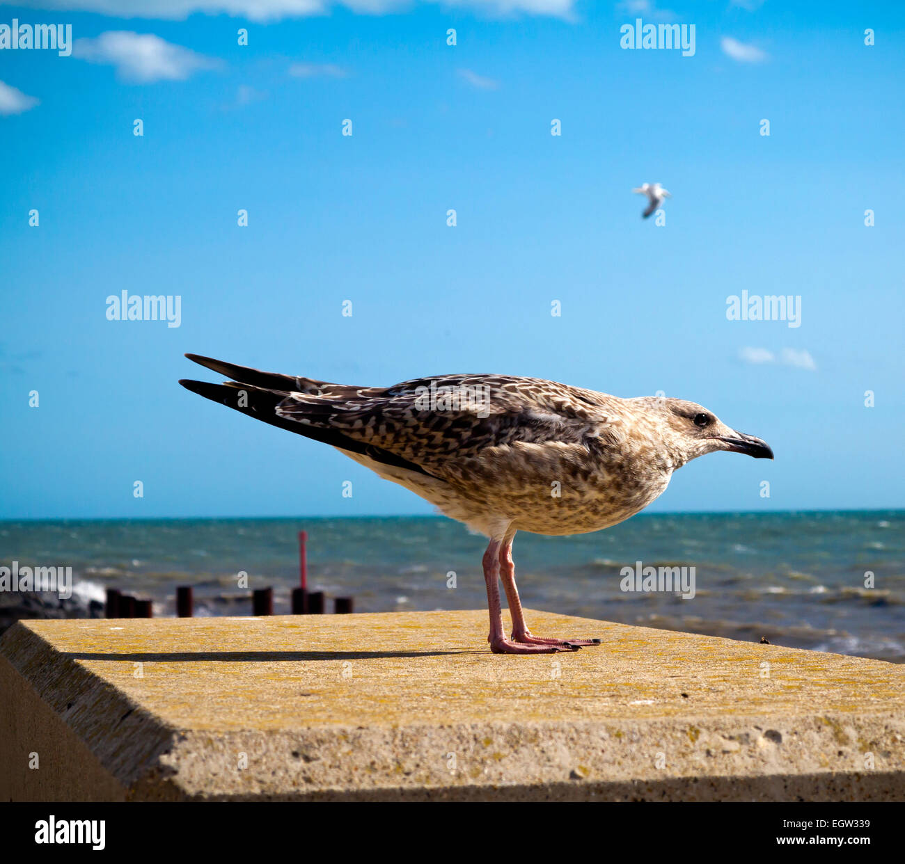 Giovani aringhe gull Larus argentatus con chiazze piumaggio giovanile in appoggio su un pilastro vicino al mare in South West England Regno Unito Foto Stock